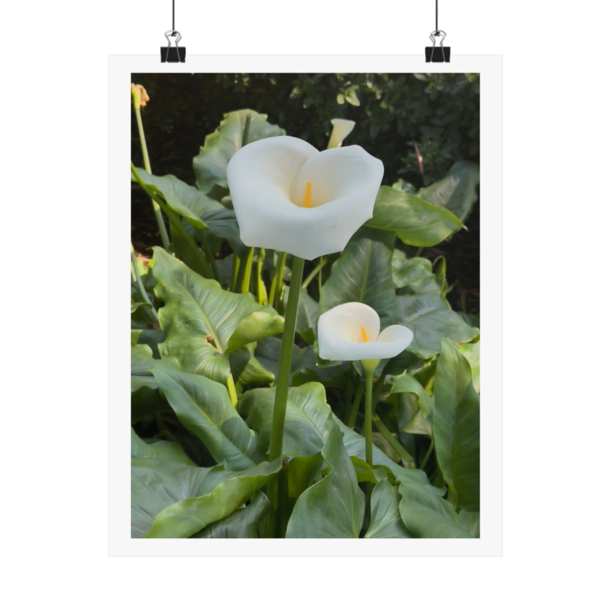 Print of a photograph of two white calla lilies among broad green leaves, shown hanging from binder clips.