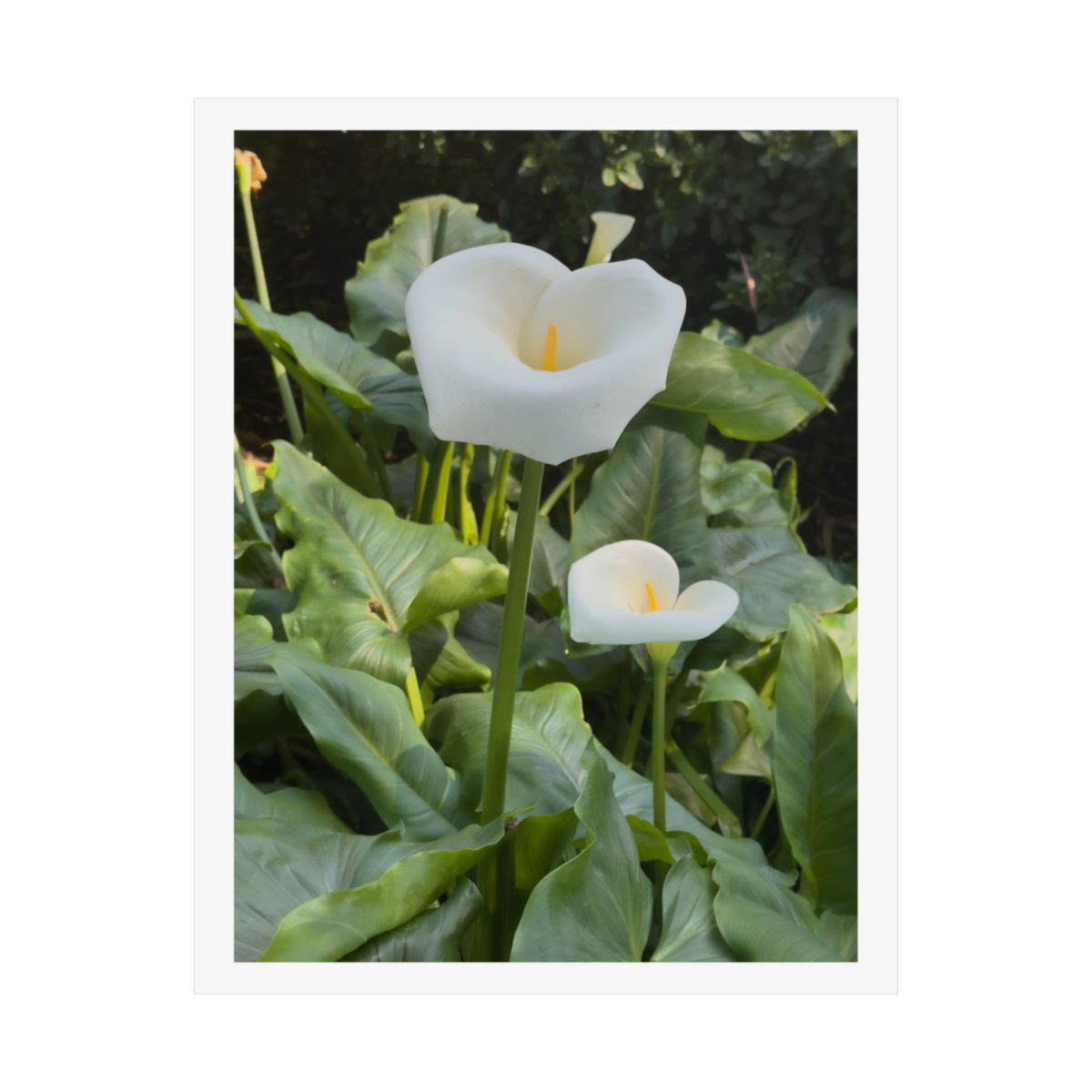Print of a photograph of two white calla lilies among broad green leaves.