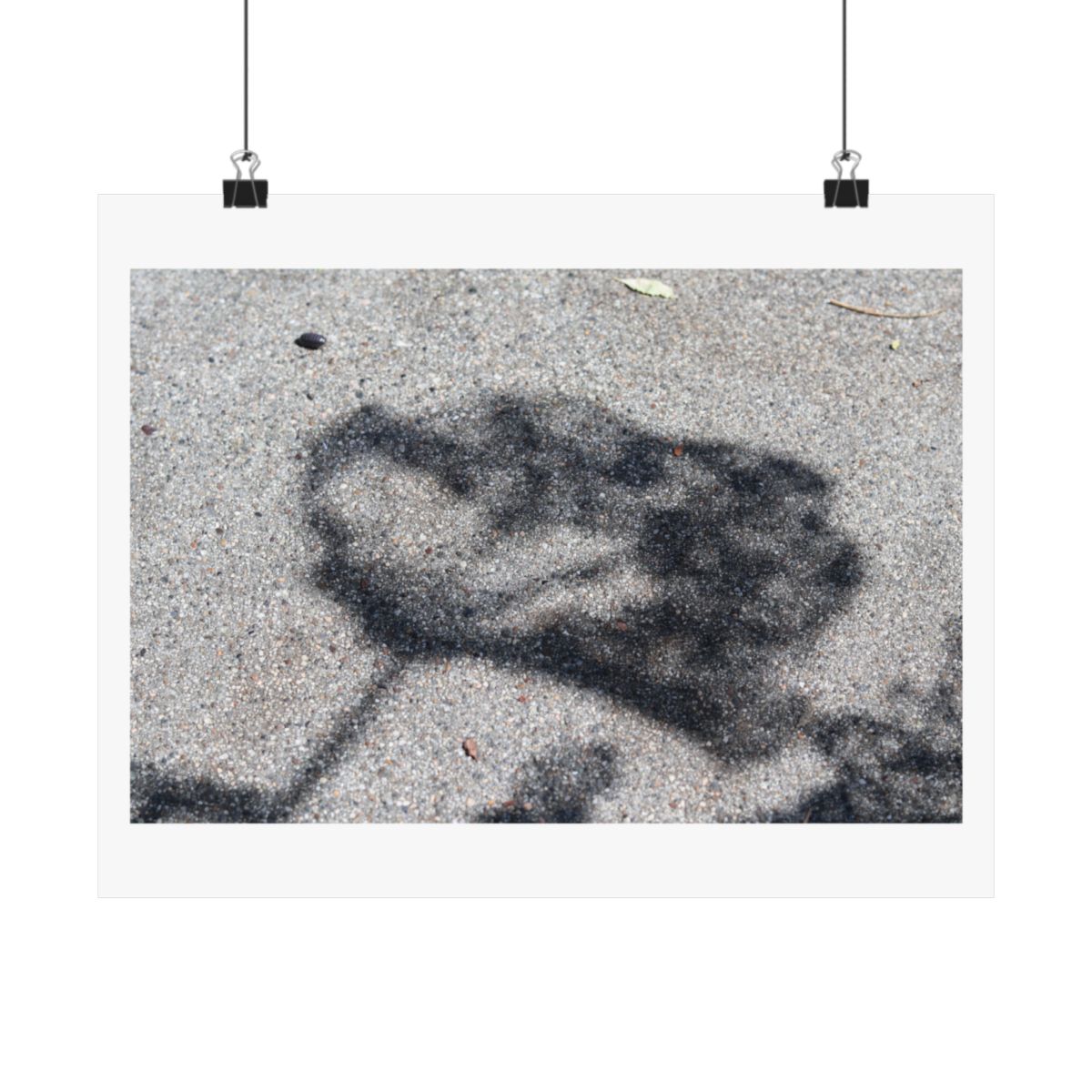 Print of a photograph of a leafy branch shadow cast across pale concrete pavement, shown hanging from binder clips.