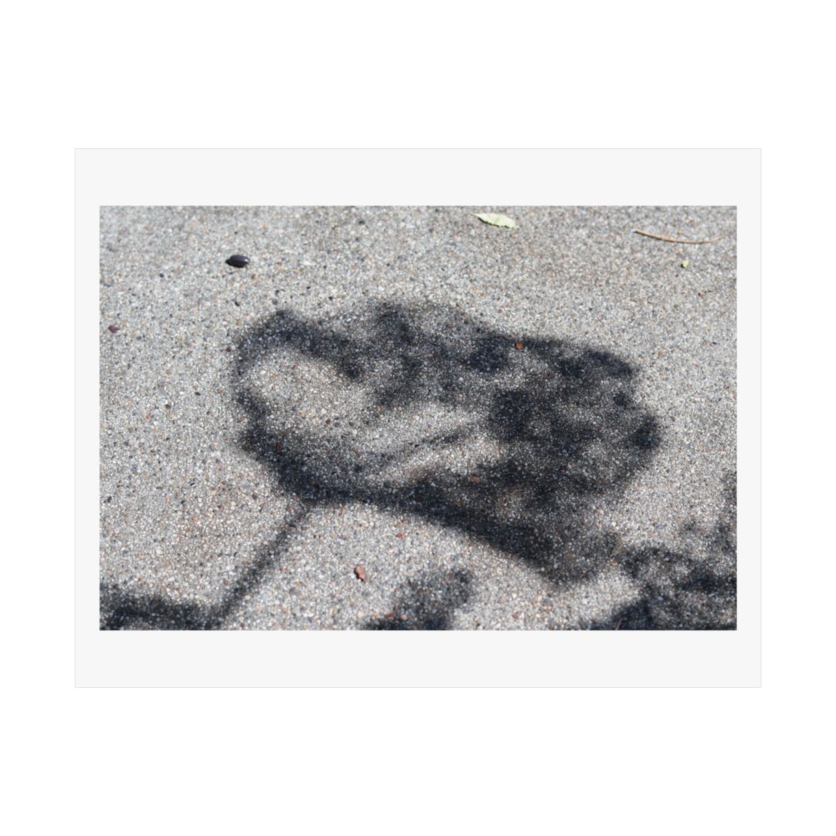 Print of a photograph of a leafy branch shadow cast across pale concrete pavement.