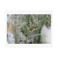 Print of a photograph of white lisianthus and fine grasses in soft light.
