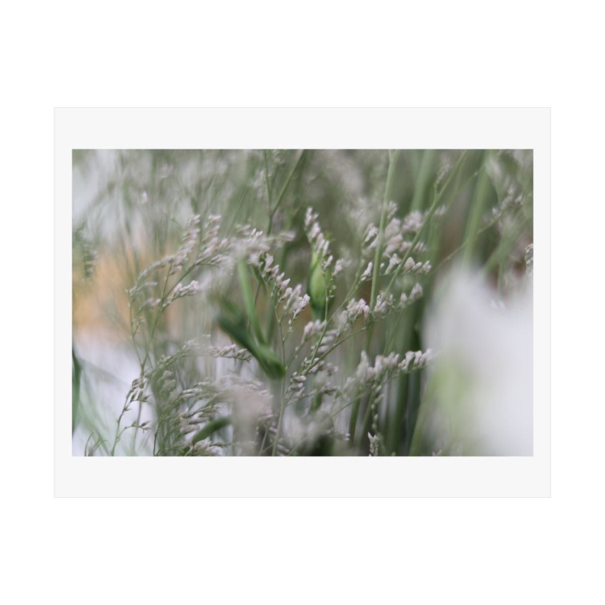 Print of a photograph of white lisianthus and fine grasses in soft light.