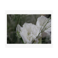 Print of a photograph of a white lisianthus bloom close up against green.