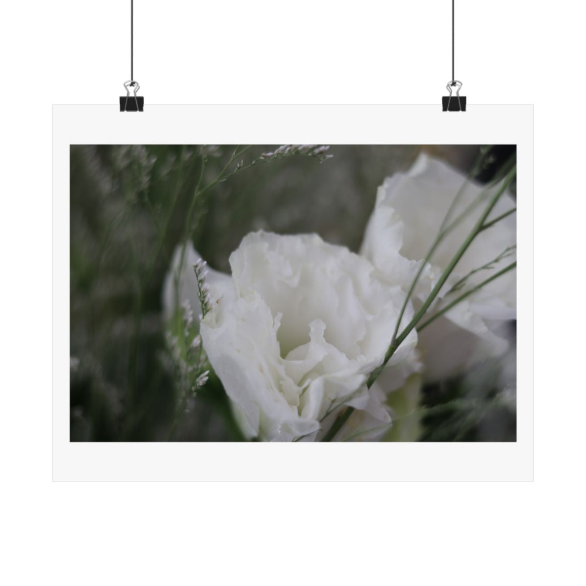 Print of a photograph of a white lisianthus bloom close up against green, shown hanging from binder clips.