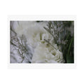 Print of a photograph of white lisianthus among tall seed heads and grasses.
