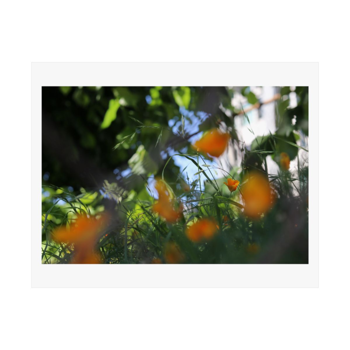 Print of a photograph of ripening oranges seen through backlit leaves.