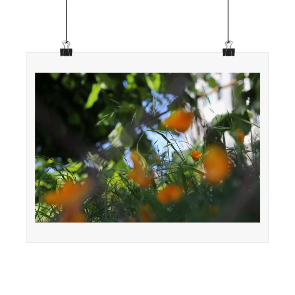 Print of a photograph of ripening oranges seen through backlit leaves, shown hanging from binder clips.
