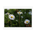 Print of a photograph of three daisies standing in grass.