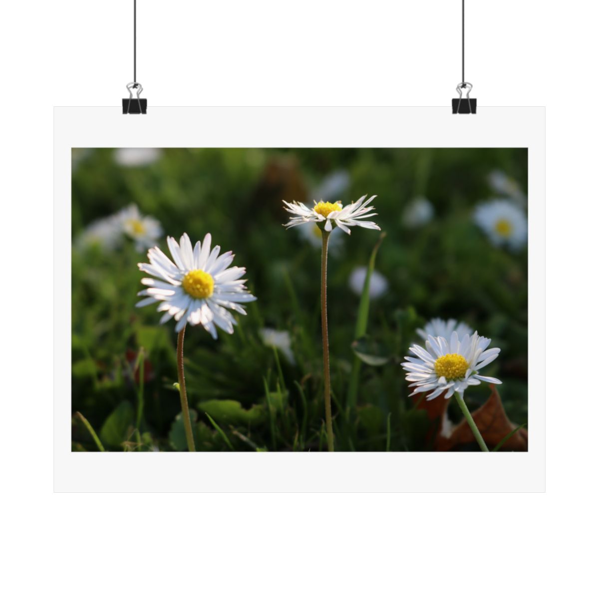 Print of a photograph of three daisies standing in grass, shown hanging from binder clips.