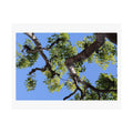 Print of a photograph looking up through bare branches and leaves to blue sky.
