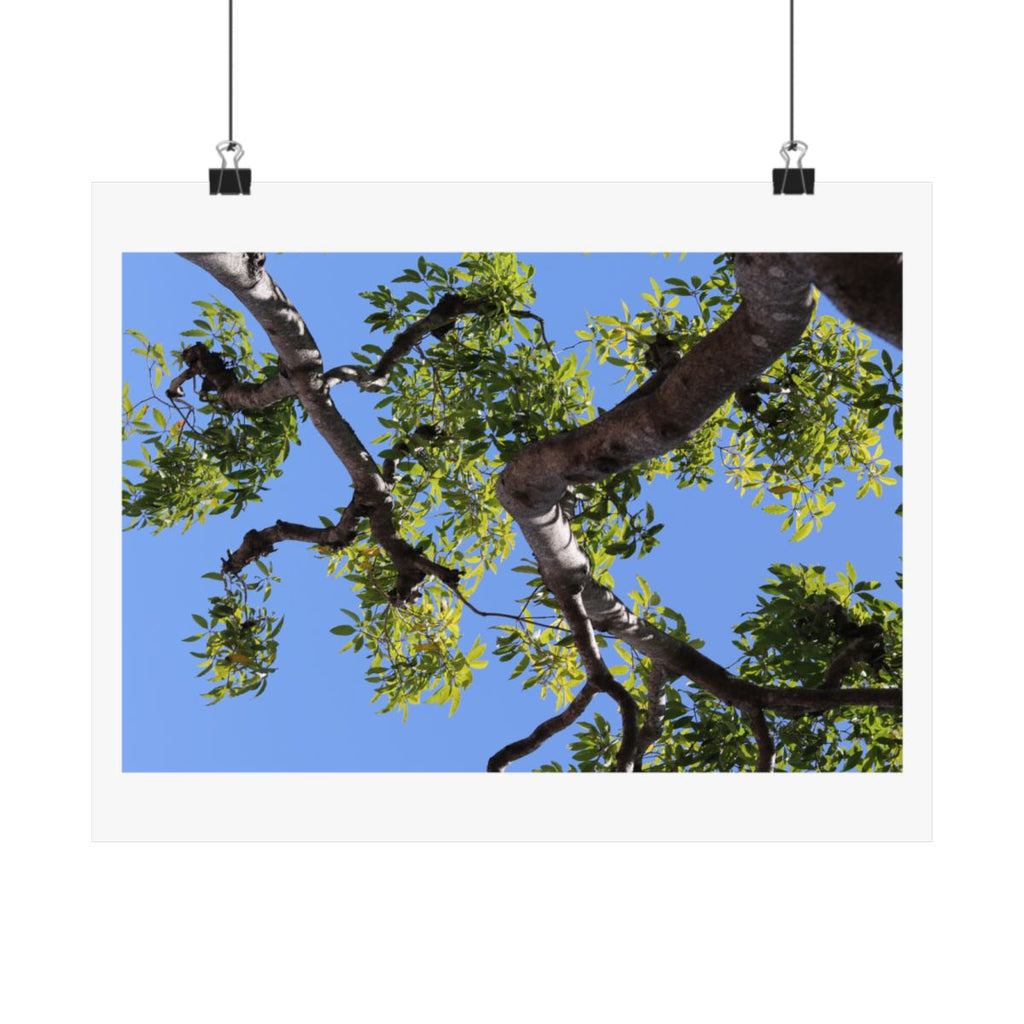Print of a photograph looking up through bare branches and leaves to blue sky, shown hanging from binder clips.