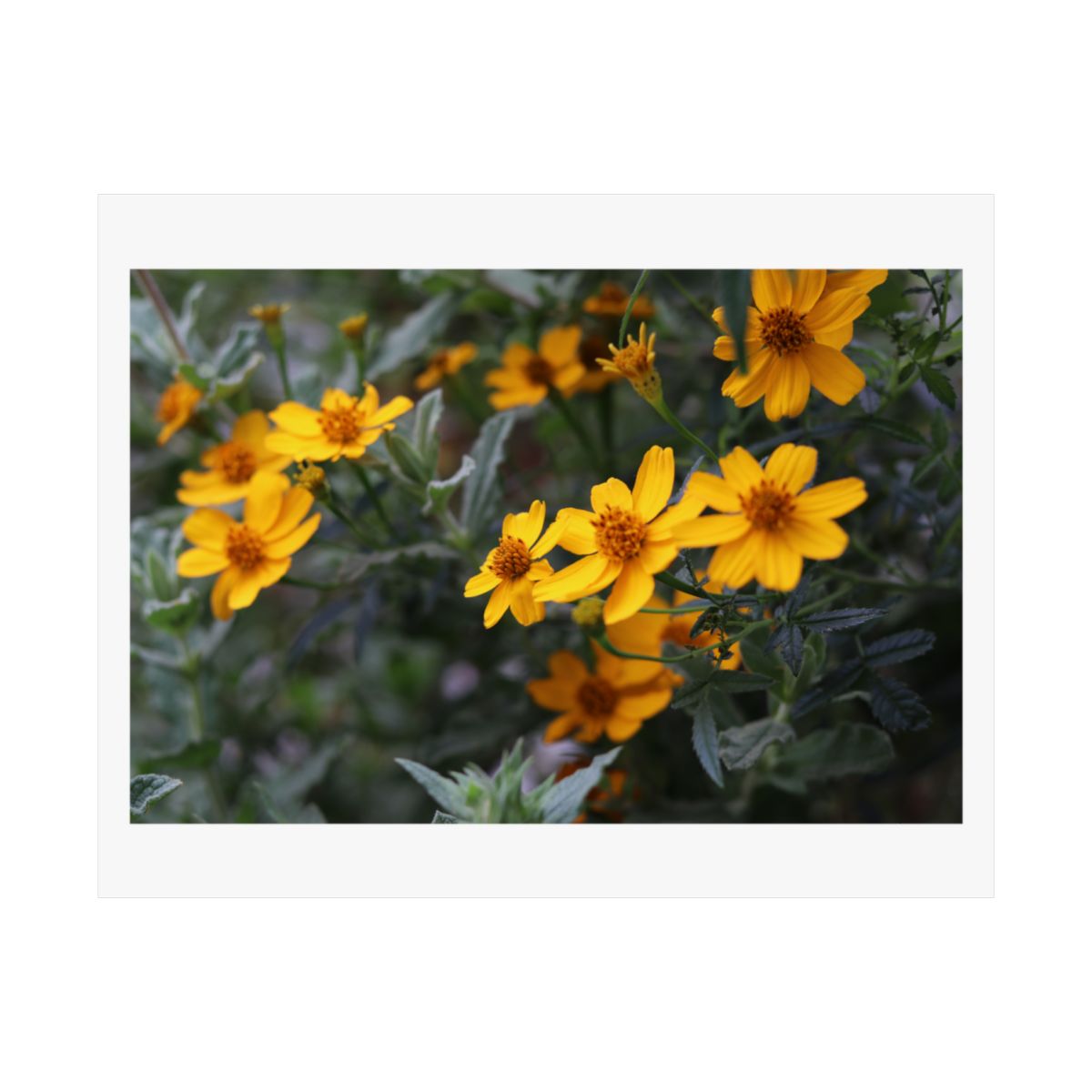 Print of a photograph of small yellow bidens flowers among grey green foliage.