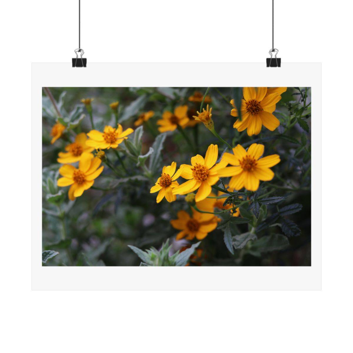 Print of a photograph of small yellow bidens flowers among grey green foliage, shown hanging from binder clips.