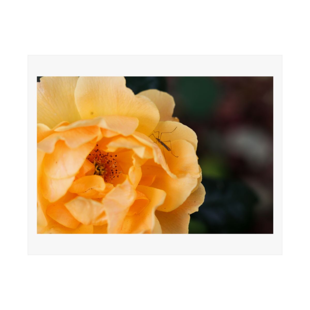 Print of a photograph of the open centre of a yellow rose.