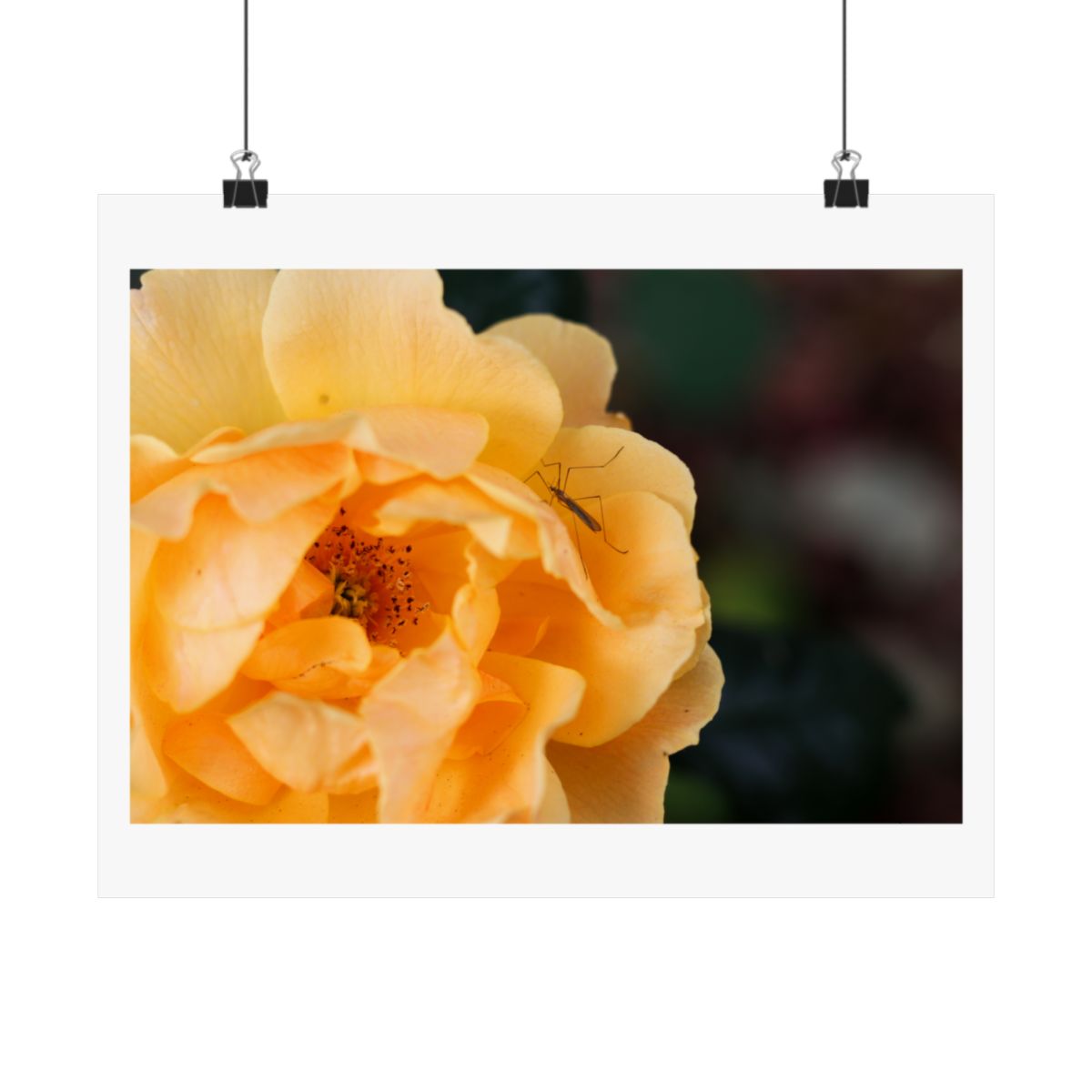 Print of a photograph of the open centre of a yellow rose, shown hanging from binder clips.