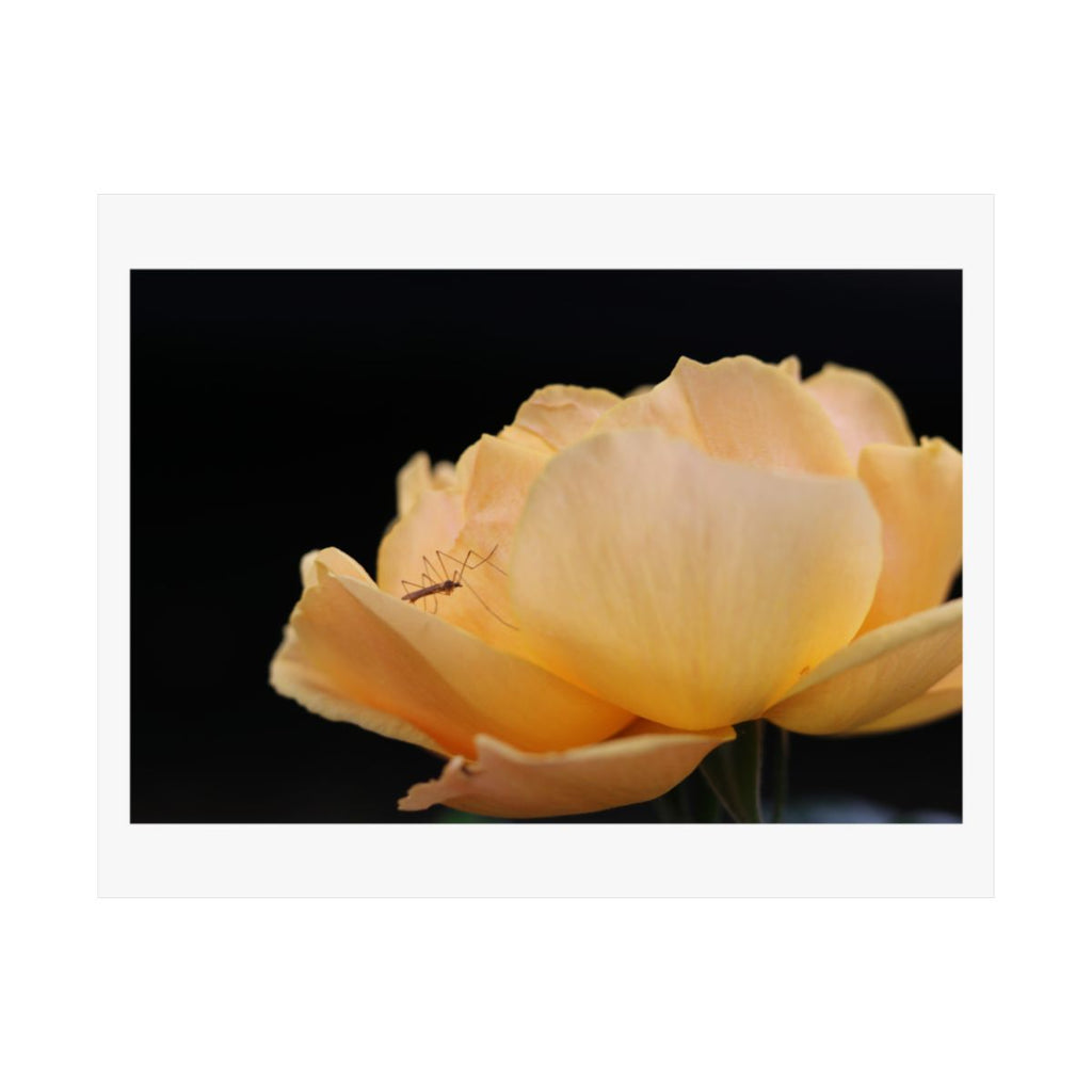 Print of a photograph of a pale yellow rose lit against a black ground.