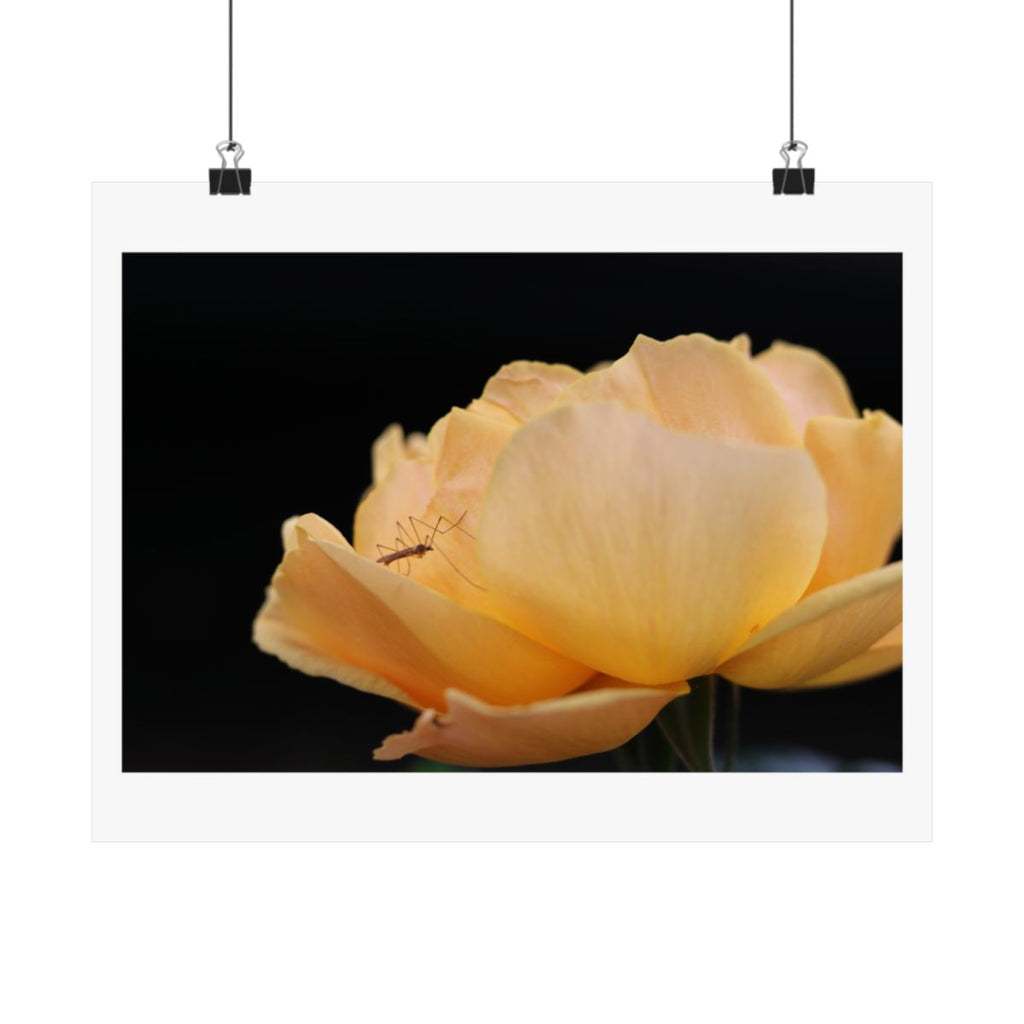 Print of a photograph of a pale yellow rose lit against a black ground, shown hanging from binder clips.