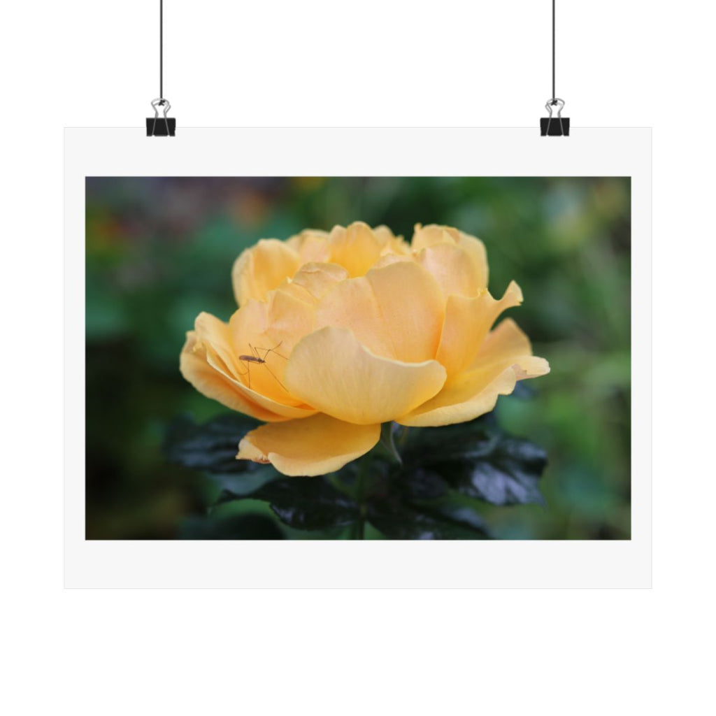 Print of a photograph of a single yellow rose against dark green foliage, shown hanging from binder clips.