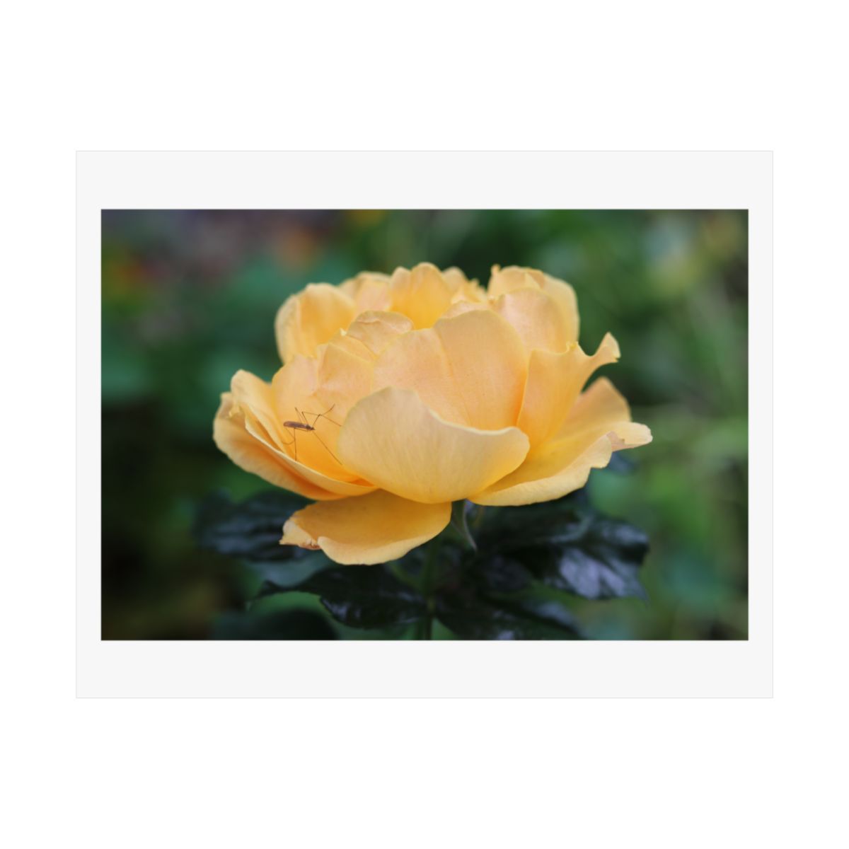 Print of a photograph of a single yellow rose against dark green foliage.