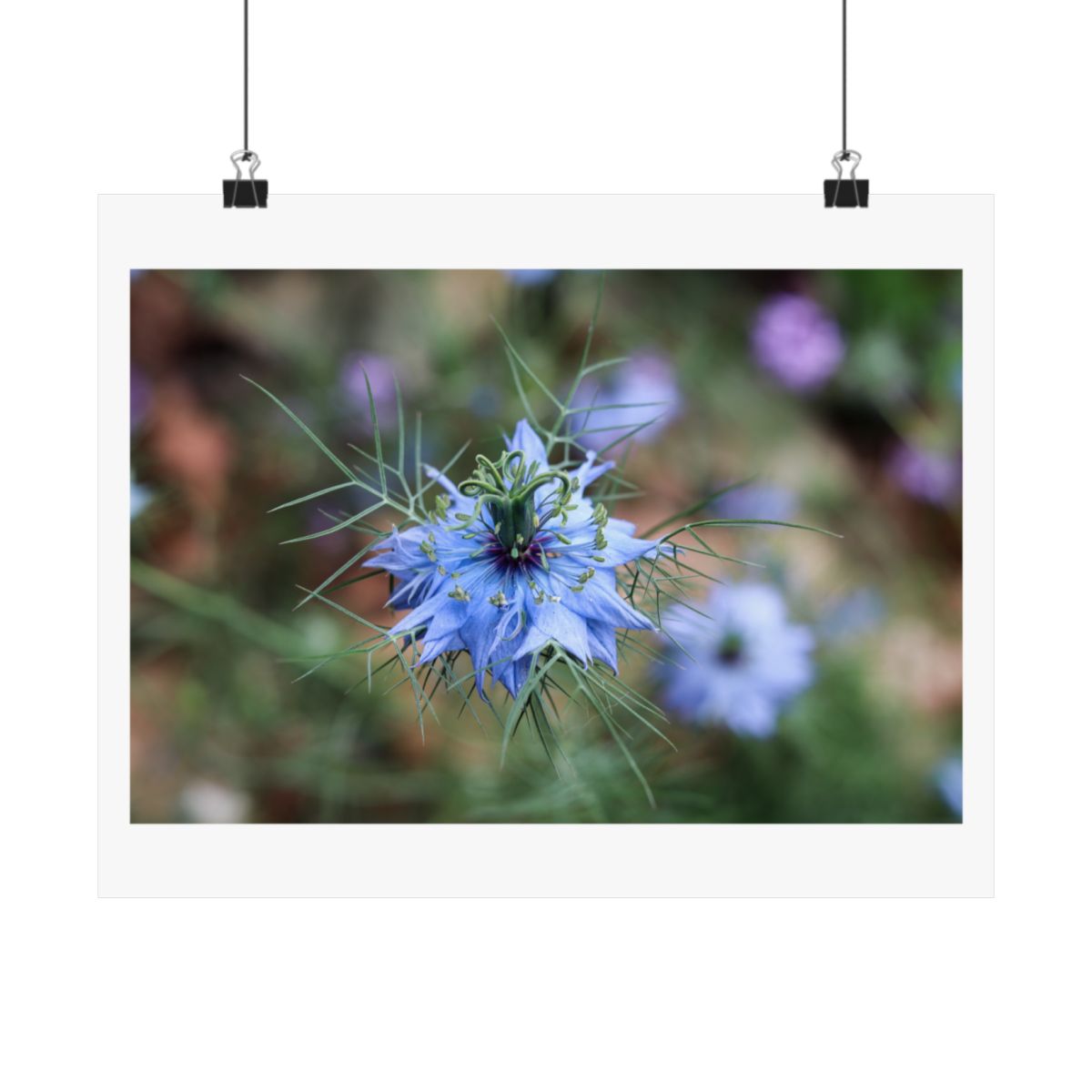 Print of a photograph of a blue nigella flower with fine thread like foliage, shown hanging from binder clips.