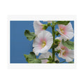 Print of a photograph of white and pink hollyhocks rising against a blue sky.