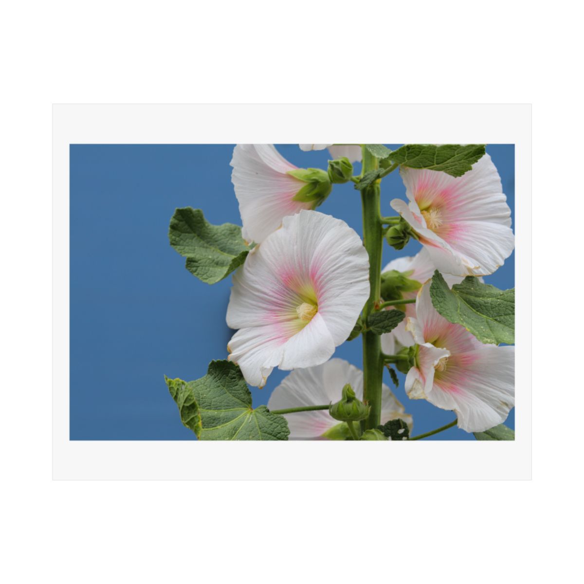 Print of a photograph of white and pink hollyhocks rising against a blue sky.