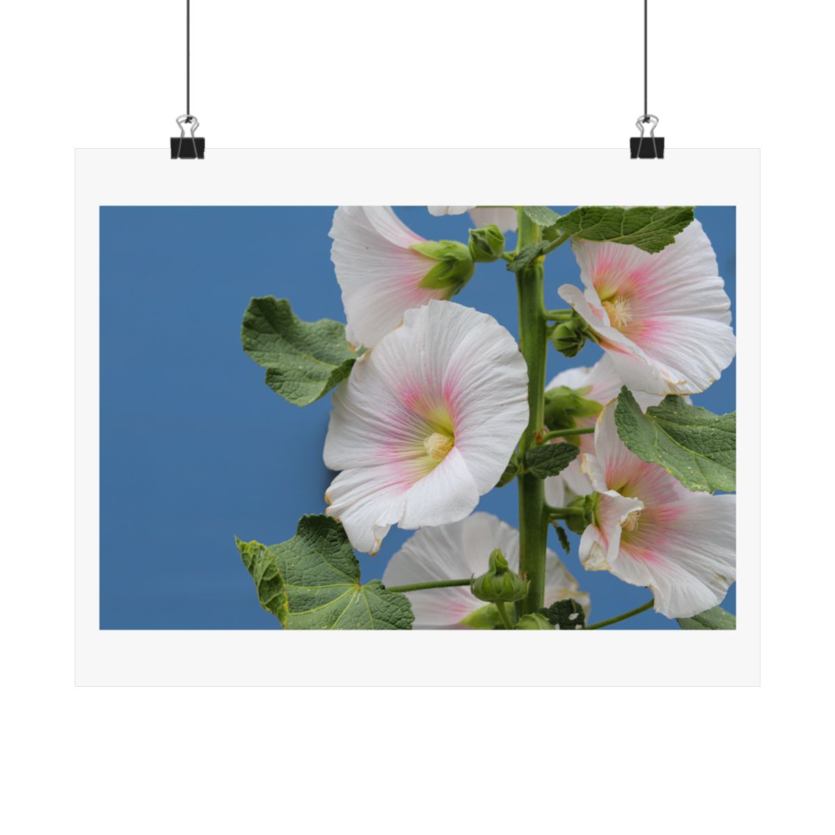 Print of a photograph of white and pink hollyhocks rising against a blue sky, shown hanging from binder clips.